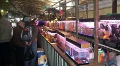 Gdzie jest lepiej kupić zwierzęta na rynku ptaków lub w sklepie zoologicznym?